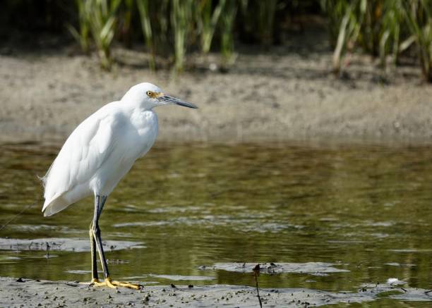 istock Snowy Egret at the Water’s Edge 1453479895