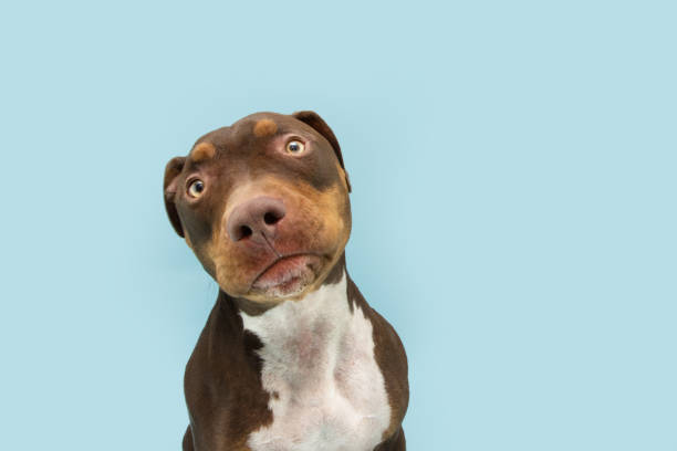 istock Portrait funny mixed-breed dog with afraid disliked expression tilting head. Isolated on blue pastel background 1453480072