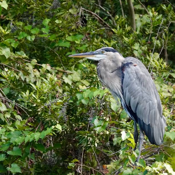 istock Great Blue Heron in Profile Amongst the Greenery 1453480918
