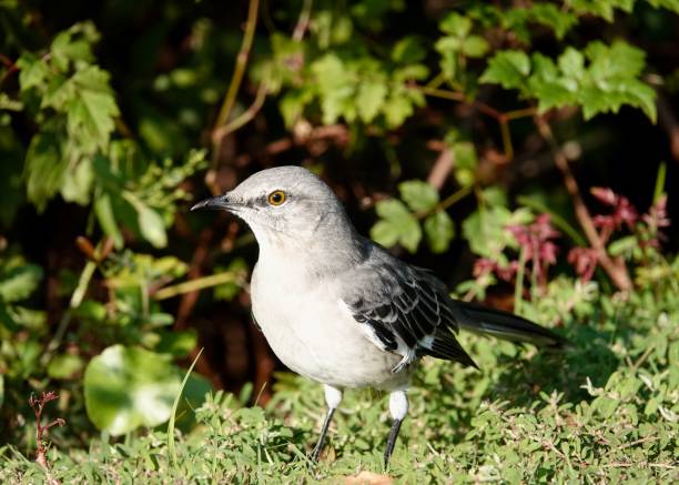 istock Mockingbird Close-up Portrait 1453480984