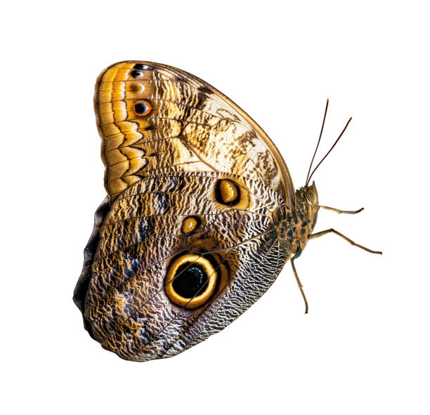 istock Butterfly isolated on white background. Morpho helenor peleides 1453481051