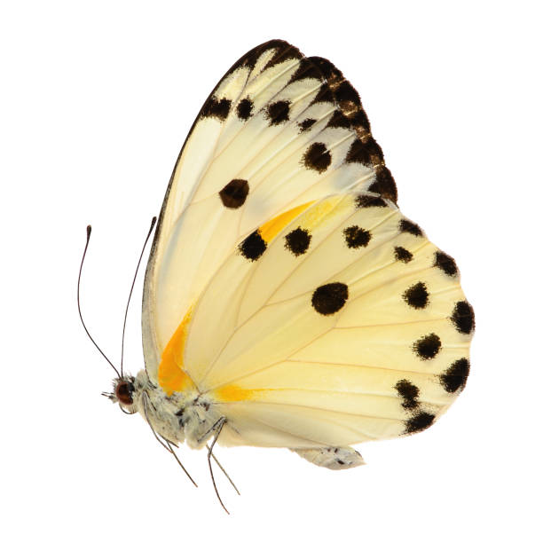 istock Butterfly isolated on white background. Belenois calypso 1453481142
