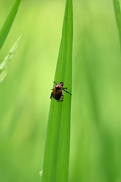 istock Vertical closeup of a Japanese beetle on a grass 1453482769