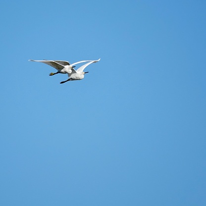Two snowy egrets soaring through the bright blue skies at Fish Haul Beach.