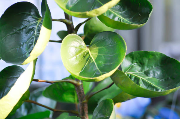 istock Polyscias fruticosa L Harms,Polyscias fruticosa or Araliaceae 1453483019
