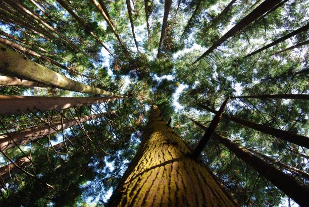 istock Low-angle show of pine trees against a blue sky on a sunny day 1453483973