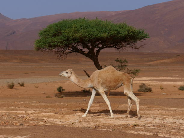 istock The dromedary and the acacia, Morocco 1453486139