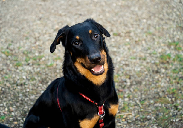 istock Black and Tan dog smiling while being outside 1453486203