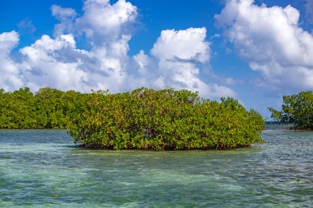 istock Landscapes and beaches in Guadeloupe 1453486297
