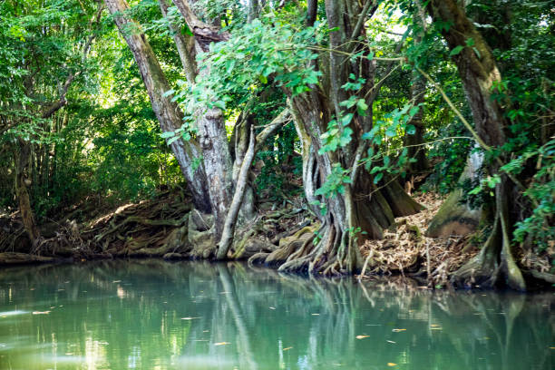 istock Landscapes and beaches in Guadeloupe 1453486391