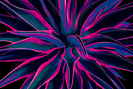 closeup of agave plant, glow in the dark color toned