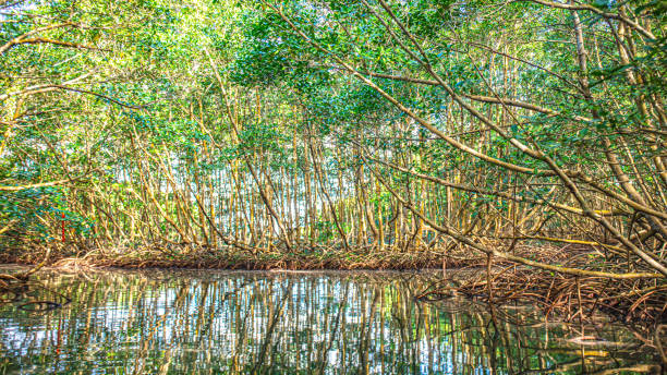 istock Landscapes and beaches in Guadeloupe 1453487003