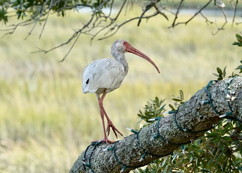 Ibis is standing on a tree branch centered in the photo with bright yellow marsh grasses providing the background at Shelter Cove.