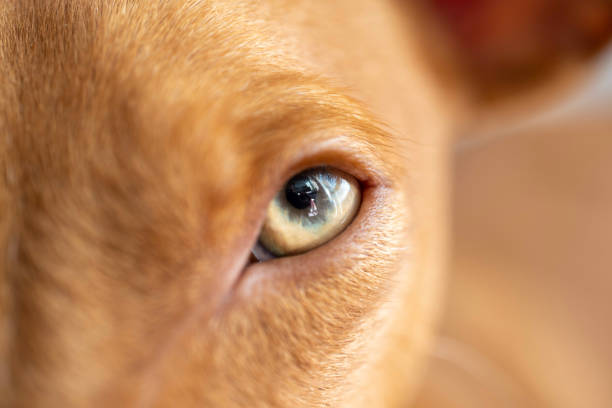 un ojo de perro - ojos amarillos fotografías e imágenes de stock