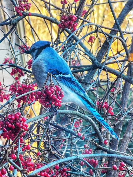 istock Blue Jay Sitting Among the Berries 1453487828