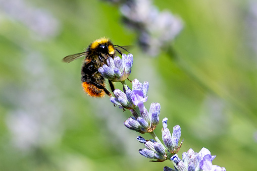 Red-tailed bumblebee, Bombus lapidarius, collecting pollen from flowering lavender plants