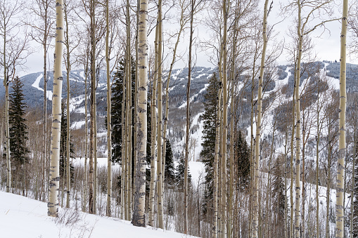 Vail Mountain Ski Runs and Aspen Trees - View of ski runs through aspen trees in Vail, Colorado USA.