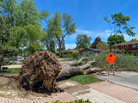 car filled with trees fallen during a strong hurricane