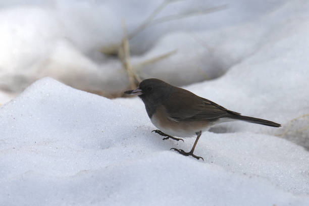 istock Dark-eyed Junco (Pink-sided) (junco hyemalis) foraging in the snow 1453491688