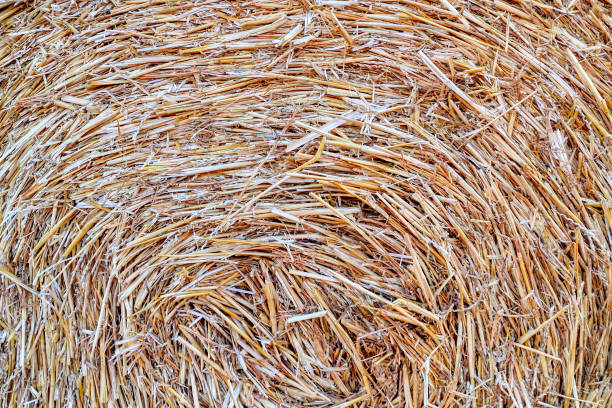 istock Growing, Harvesting and backgraund of Hay 1453493514