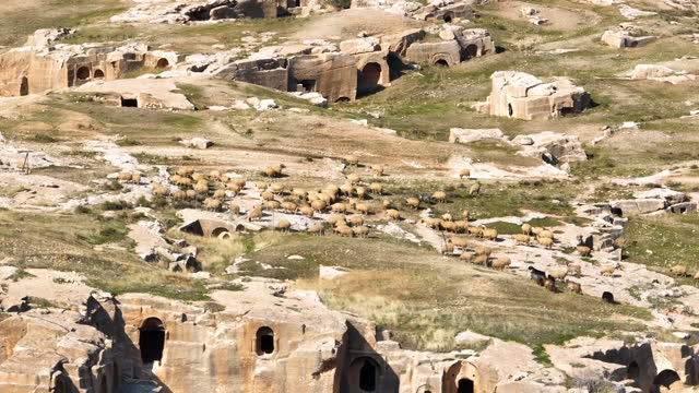 Aerial view of the ancient cave city of Dara, herd of sheep grazing around the ancient city of Dara, the shepherd and herd of goats in the ancient city, the historical landmark in Mardin, the ancient city of Dara, discover the Mesopotamian ruins