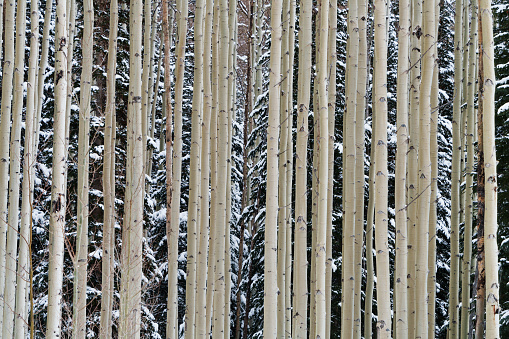 Aspen Trees Winter Landscape