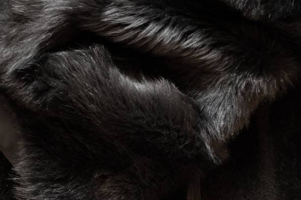 140+ Bear Fur Coat Stock Photos, Pictures & Royalty-Free Images - Istock