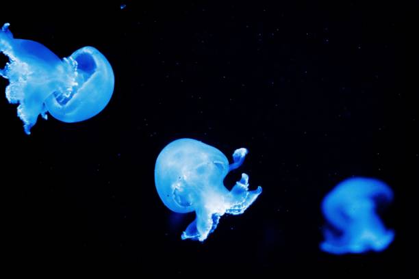 istock Blue jellyfish on a black background. 1453499801