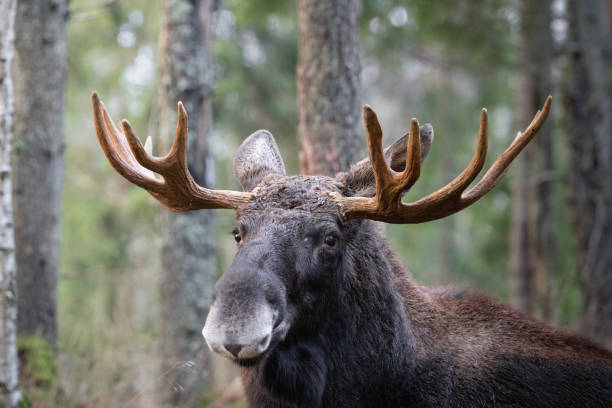 istock Moose bull with big antlers close up in forest. 1453500654
