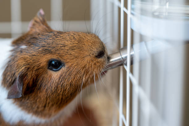 Selective focus on a guinea pig drinking out of a water bottle mounted on the side of a wire cage. Selective focus on a guinea pig drinking out of a water bottle mounted on the side of a wire cage. High quality photo guinea pig drinking stock pictures, royalty-free photos & images