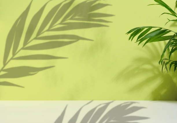 istock Green palm leaves with shadow on a green background. Empty stage for demonstration and advertising of cosmetic products 1453501478
