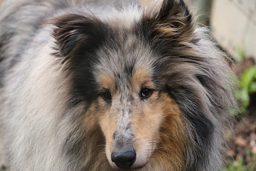 beautiful head portrait from a long haired blue merle collie in the garden