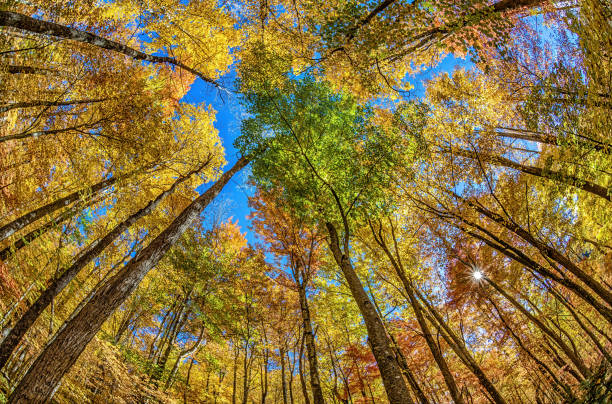 smoky mountain arbres - great smoky mountains flash photos et images de collection