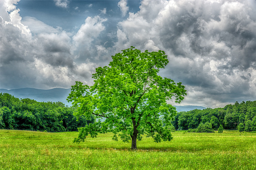 There is certainly no shortage of trees in the Great Smoky Mountains National Park, but this majestic one stands all alone in a broad meadow in the Cades Cove section of the Park.  Rain had been plentiful and this early summer day found the Park in vibrant green.