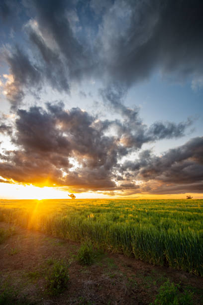 istock Sunset over the barley crop 1453507850