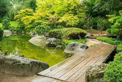 Japanese garden in Bonn   with wooden bridge  and small pine (round shape)