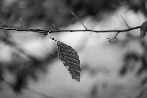 Leaves on the tree. Black and white. Close shoot. Krakow in Poland. No people