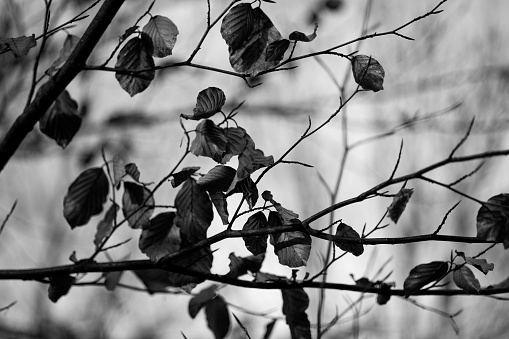 Leaves on the tree. Black and white. Close shoot. Krakow in Poland. No people
