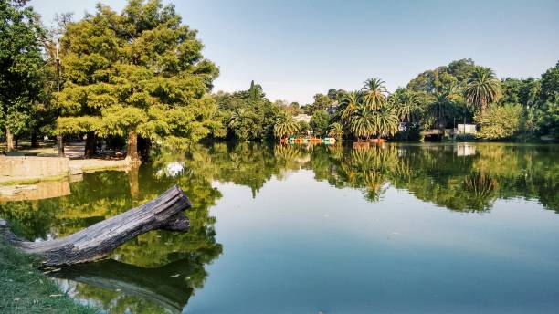 Lake with palm trees, island with vegetation
