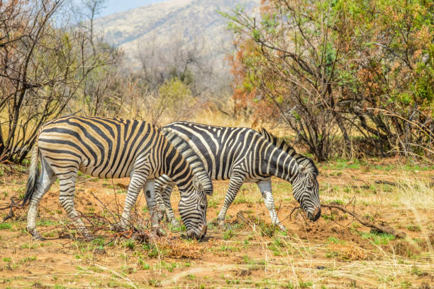 istock Cape Burchell's Zebra in savannah in South Africa 1453515242