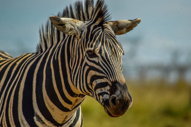 Cape Burchell's zebra in game reserve in South Africa stock photo