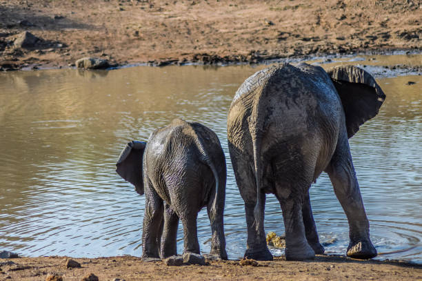 племенное стадо слонов, пьющих воду в национальном парке пиланесберг - pilanesberg national park фотографии сток�овые фото и изображения