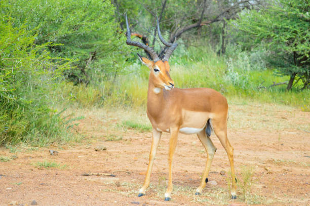 istock Impala antelope in South African game reserve 1453515284