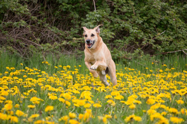 ein lustiger brauner gemischter windhund läuft in einem feld mit gelbem löwenzahn - mixed forest fotos stock-fotos und bilder