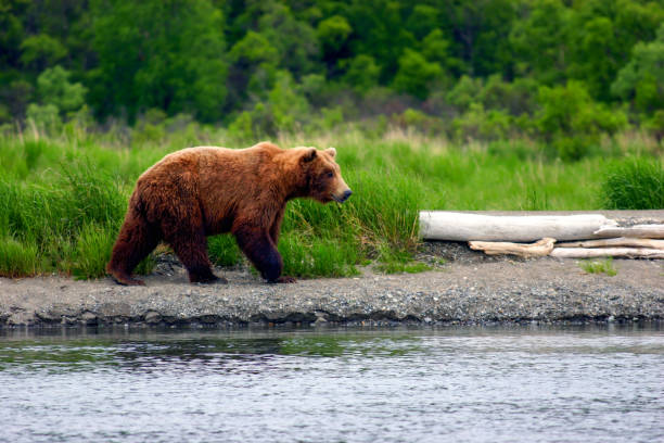 istock Wild brown bear patrolling the Brooks River in Alaska 1453517348