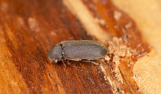 Cacotemnus thomsoni on fir wood, macro photo