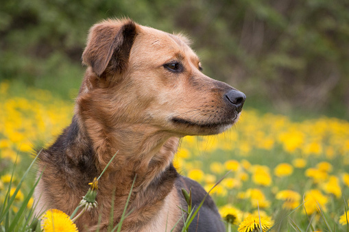 beautiful mixed shepherd dog is lying in a field of yellow dandelions
