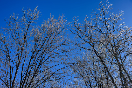 Trees are covered with ice after frozen rain on the sunny winter day in Pennsylvania, Poconos.