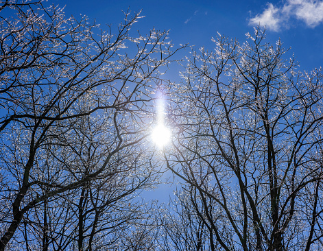 Trees are covered with ice after frozen rain on the sunny winter day in Pennsylvania, Poconos.