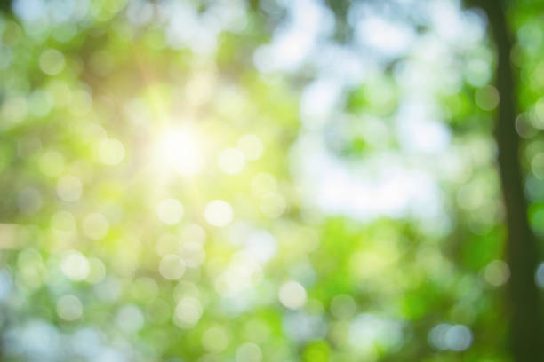 istock Abstract green foliage and tree in jungle blur with sun light spring summer. Farming concept on plant forest and environment day of farmer organic building sunshine on leaf herb lush soft in ecology. 1453523738